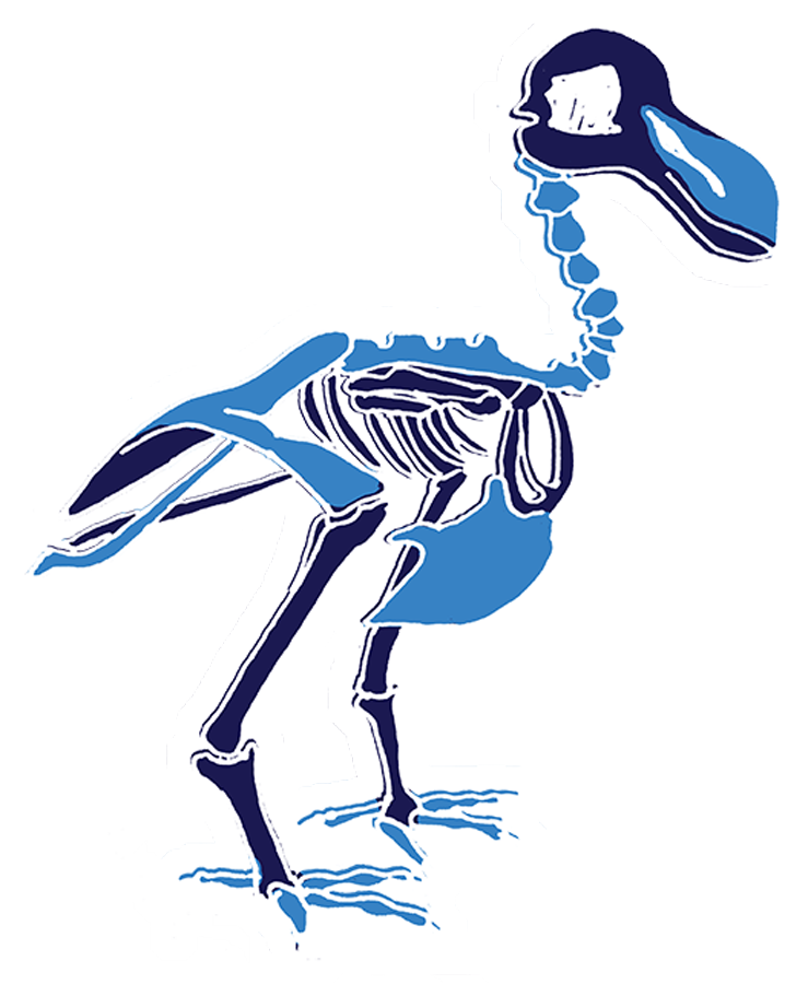A skeletal drawing of the Dodo Bird held in Oxford Natural History Museum